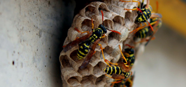Get Rid of Wasp Nest