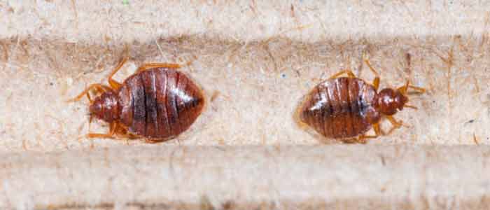 Bed Bugs Control Cranbourne