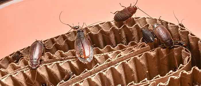 Cockroach Control Cranbourne