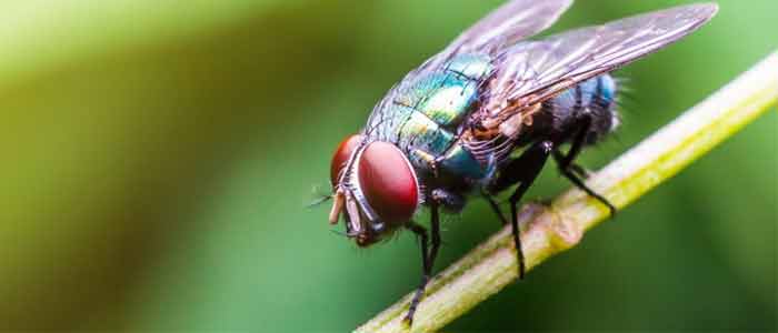 Flies Control Cranbourne