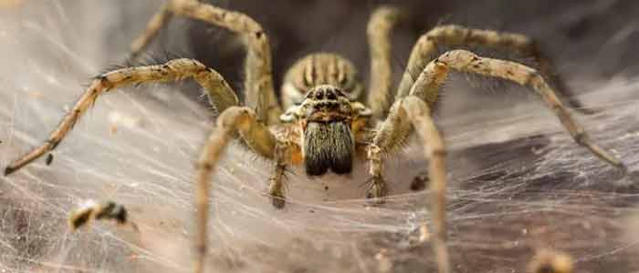 Spider Control Cranbourne