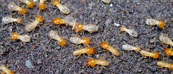 Termite Control Cranbourne